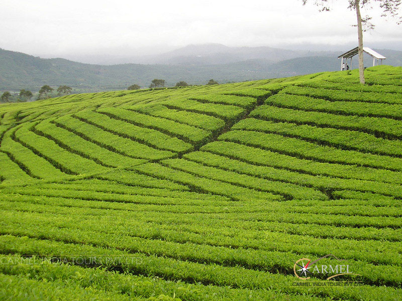 Darjeeling Holiday visit tea gardens