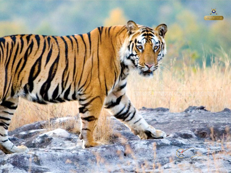 Pench National Park Tiger wildlife tour package