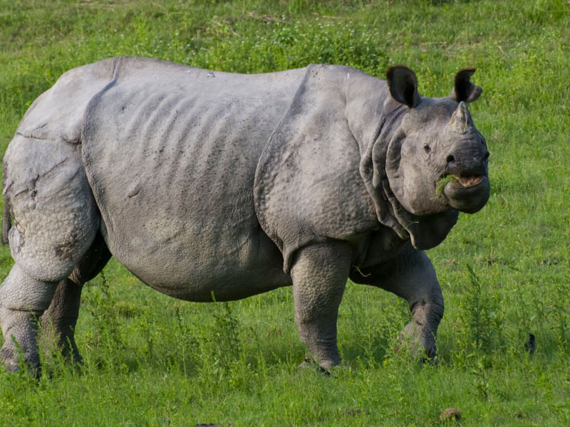 Rhinoceros, Kaziranga national park